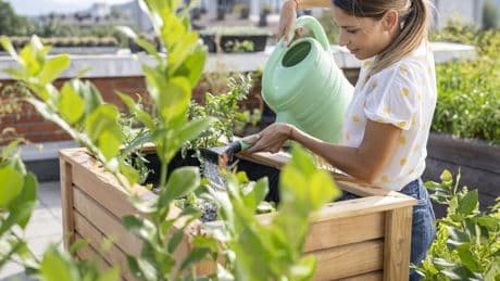 Sonnenanbeter im Kräuterbeet: Diese sieben Kräuter gedeihen bei Hitze und Trockenheit besonders gut