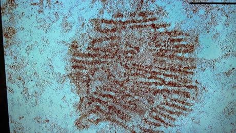 Esta es la huella dactilar más antigua del mundo: tiene 43.000 años y está en España