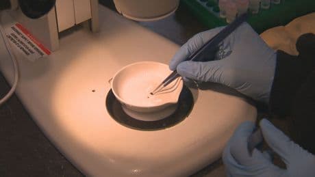 Confirmed cases, awareness of Lyme disease rising in Manitoba
