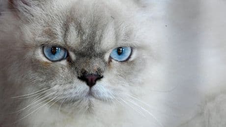 Outrage after cat fur clothing sold in Australia