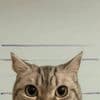 Un chat ingérable sème la pagaille au commissariat : le « délinquant » finit en garde à vue