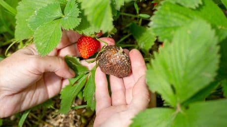 Mould and pests won't ruin strawberry plants if you dust soil with 1 ingredient