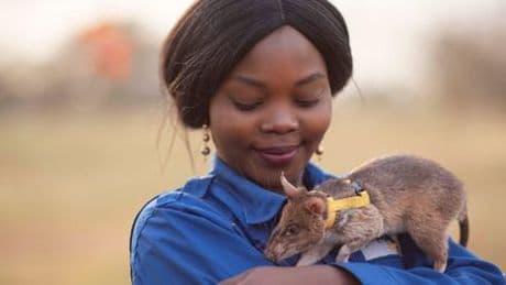 Tansania: Riesenhamsterratte Ronin stellt Weltrekord im Minenaufspüren auf