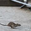 Ratten-Alarm am Hermannplatz: Neukölln erlässt Allgemeinverfügung – hohe Strafen drohen