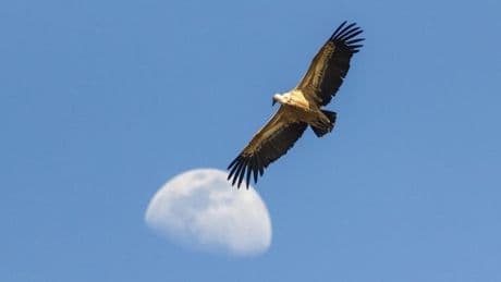 Meet The Bird That Soars Higher Than Any Other. Hint: It Flies Higher Than Commercial Airplanes