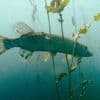 Avec la « sonnette à poisson », des internautes du monde entier aident les poissons à migrer