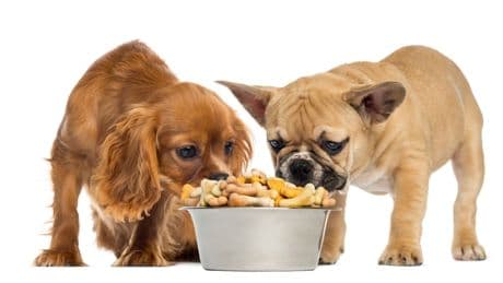 Per la ciotola di Fido gli italiani spendono 1,3 miliardi