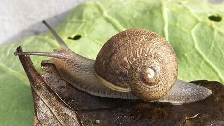 International search launched to find Ned the common garden snail a mate - can you spot the telltale feature that makes him so rare?