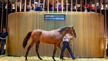 La Normandie mise gros sur l’économie du cheval