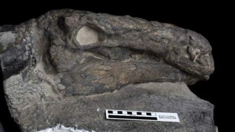 Un nuevo estudio revela que los dinosaurios podrían tener la clave para nuevos tratamientos para el cáncer