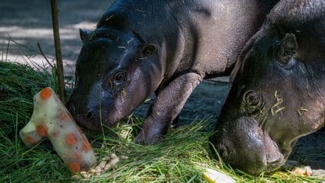 Geburtstag mit trauriger Info: Mini-Hippo Toni wird 1 - und verlässt bald Berliner Zoo
