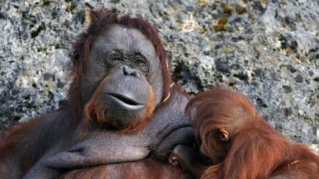 Vier Orang-Utans getürmt: Zoo in Frankfurt am Main vorübergehend geräumt