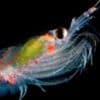 Why scientists are counting tiny marine creatures, from Space