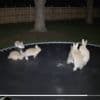 Hüpfende Hasen auf Trampolin sind KI-generiert