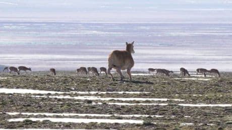 Ecco come la Cina monitora le mandrie tibetane: presentato il robot antilope