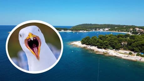 Stadtverwaltung muss einschreiten - Aggro-Möwen bedrohen Urlaubsparadies