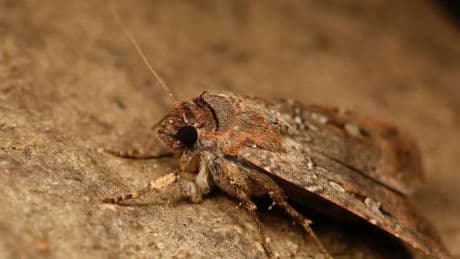 Ni pájaros ni peces: Así es el insecto capaz de migrar cientos de kilómetros orientándose con las estrellas