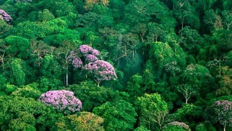 Le coup de foudre, élixir de longue vie des arbres tropicaux ?