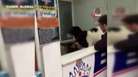 Sahibinden kaçan keçi, çekmecedeki paraları da aldı