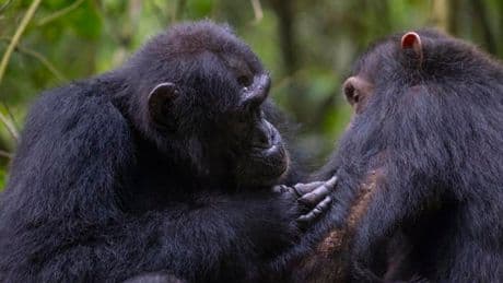 Wild chimpanzees seen giving ‘first aid’ to each other with medicinal plants