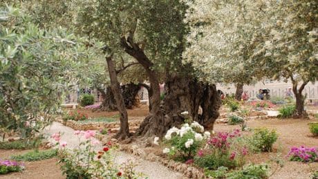 « Hortus conclusus », de Karim Kattan : la Palestine au cœur, pour J.-M. G. Le Clézio