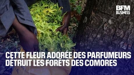 Cette fleur adorée des parfumeurs détruit les forêts des Comores