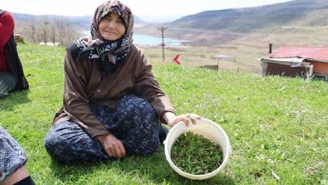 Yalnızca Türkiye’de yetişiyor, kimisi çaya kimisi yemeğe ekliyor! Kendiliğinden yetişiyor herkese şifa dağıtıyor