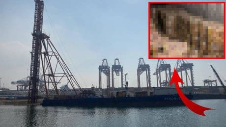 Türkiye’de zehir alarmı! Sofralara gelmeden yakalandı, tonlarcası geri çevrildi: Hepsinde zehir tespit edildi…