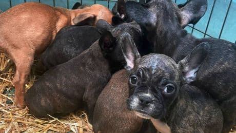 Hunde und Katzen sollen gechippt werden: EU sagt Welpen-Mafia den Kampf an