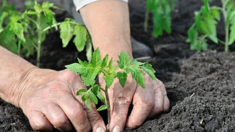 Sommergemüse: Für fünf Pflanzen ist jetzt im Juni Saatzeit