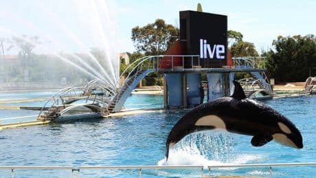 Worry for orcas in French marine park spikes after video
