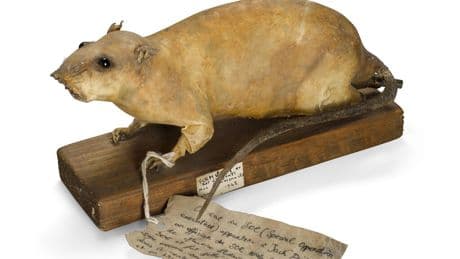 Cuando los británicos quisieron aterrorizar a los nazis durante la Segunda Guerra Mundial, eligieron un arma peculiar: ratas bomba
