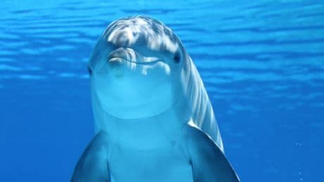 Los delfines se drogan con la toxina del pez globo