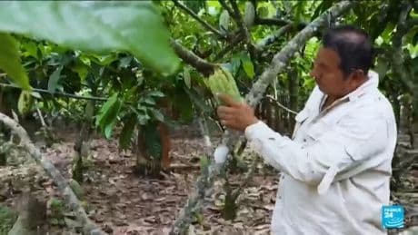 Ecuador farmers cash in on surging cocoa prices