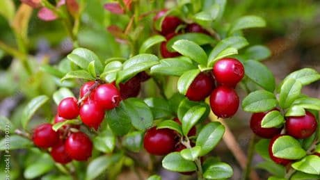 Jardin : les canneberges, des boules de vitamines