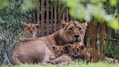 Ophef nadat Duitse dierentuin pasgeboren leeuwenwelpen laat inslapen: ’Had voorkomen kunnen worden’