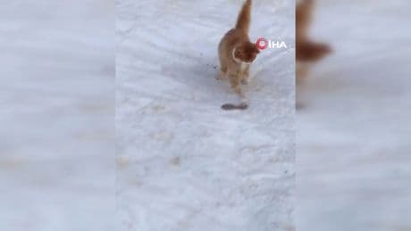 Kedinin yılanla mücadelesi kameraya yansıdı