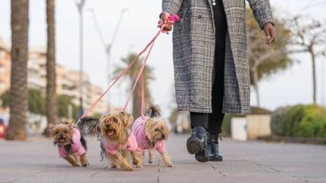 'We visited Spain and locals quickly warned us about common dog walking blunder'