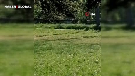Okula karaca girdi