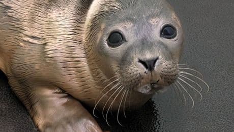 Seal pup rescued after being found motionless on Brighton beach