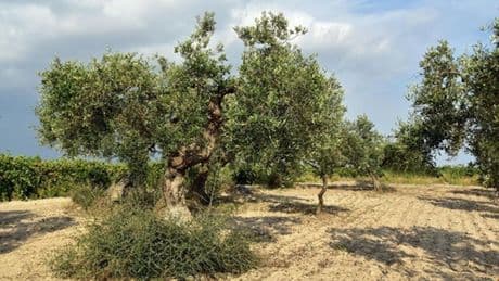De residuo agrícola a ingrediente de alto valor: la nueva vida de las hojas de olivo