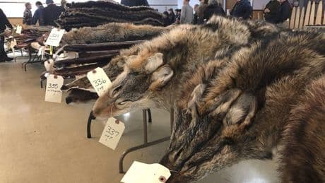 Wildfires threaten livelihoods as trappers brace for impact on the land they rely on
