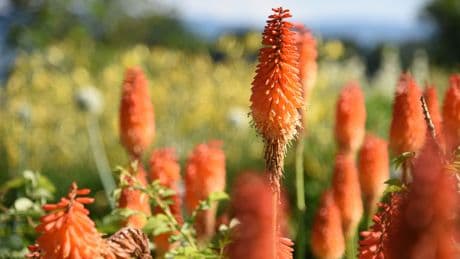 Schöner Garten ohne Gießstress: Diese Pflanzen trotzen der Trockenheit