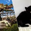 Twee kittens gered uit ‘bak met olie’ onder achtbaan Efteling: “Ze waren wat overdonderd”