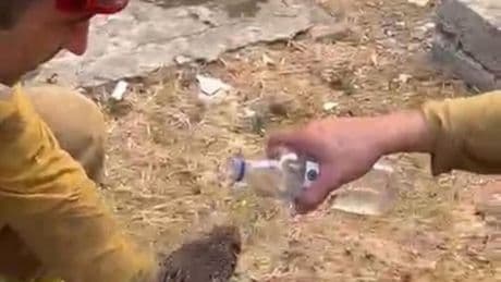Alevlerden kurtulan kirpiye su içirdiler