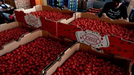 USA kündigen Zölle auf Tomaten aus Mexiko an