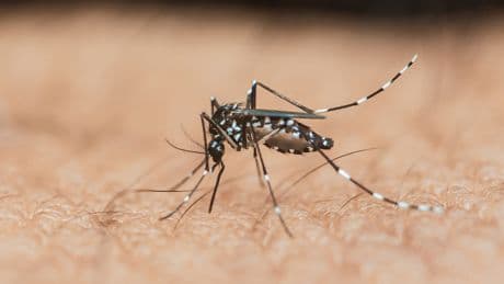 Avrupa'da vaka sayısı artıyor: Sivrisineklerden bulaşan ‘Chikungunya’ virüsünden korkmalı mıyız?