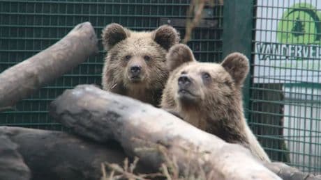 Two young bears escape from enclosure in Devon... and devour a week's worth of honey