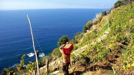 I viticoltori promuovono la raccolta alle Cinque Terre: “Quantità moderate ma alta qualità”