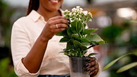 Supermarket's 'beautiful' six for £10 plants 'smell like vanilla' in your garden